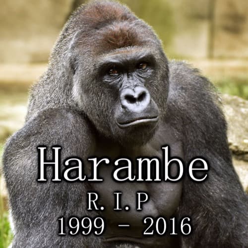 Harambe